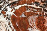 Massive, Red/Black Arizona Petrified Wood Slab - #89335-1